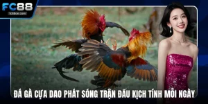 Đá Gà Cựa Dao Phát Sóng Trận Đấu Kịch Tính Mỗi Ngày