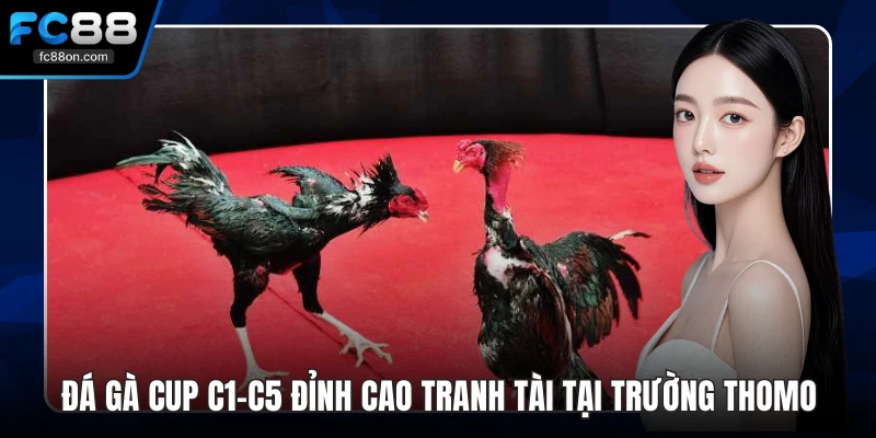 Đá Gà Cup C1-C5 Đỉnh Cao Tranh Tài Tại Trường Thomo