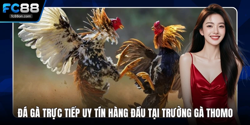 Đá Gà Trực Tiếp Uy Tín Hàng Đầu Tại Trường Gà Thomo