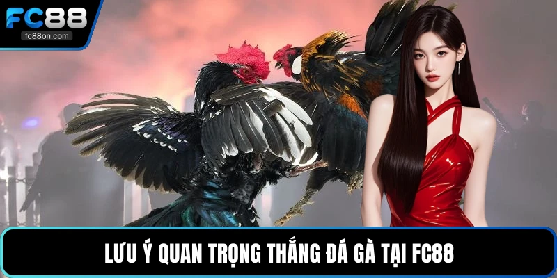 Lưu ý quan trọng thắng đá gà tại FC88