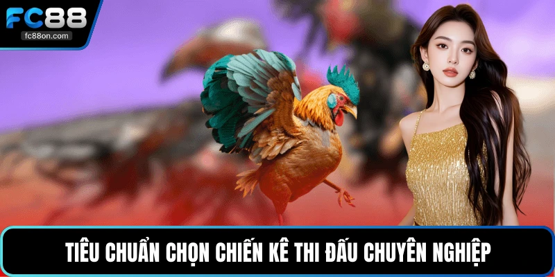 Tiêu chuẩn chọn chiến kê thi đấu chuyên nghiệp