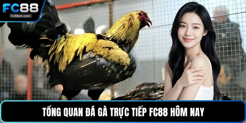 Tổng quan đá gà trực tiếp FC88 hôm nay