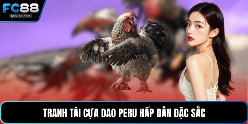 Tranh tài cựa dao Peru hấp dẫn đặc sắc